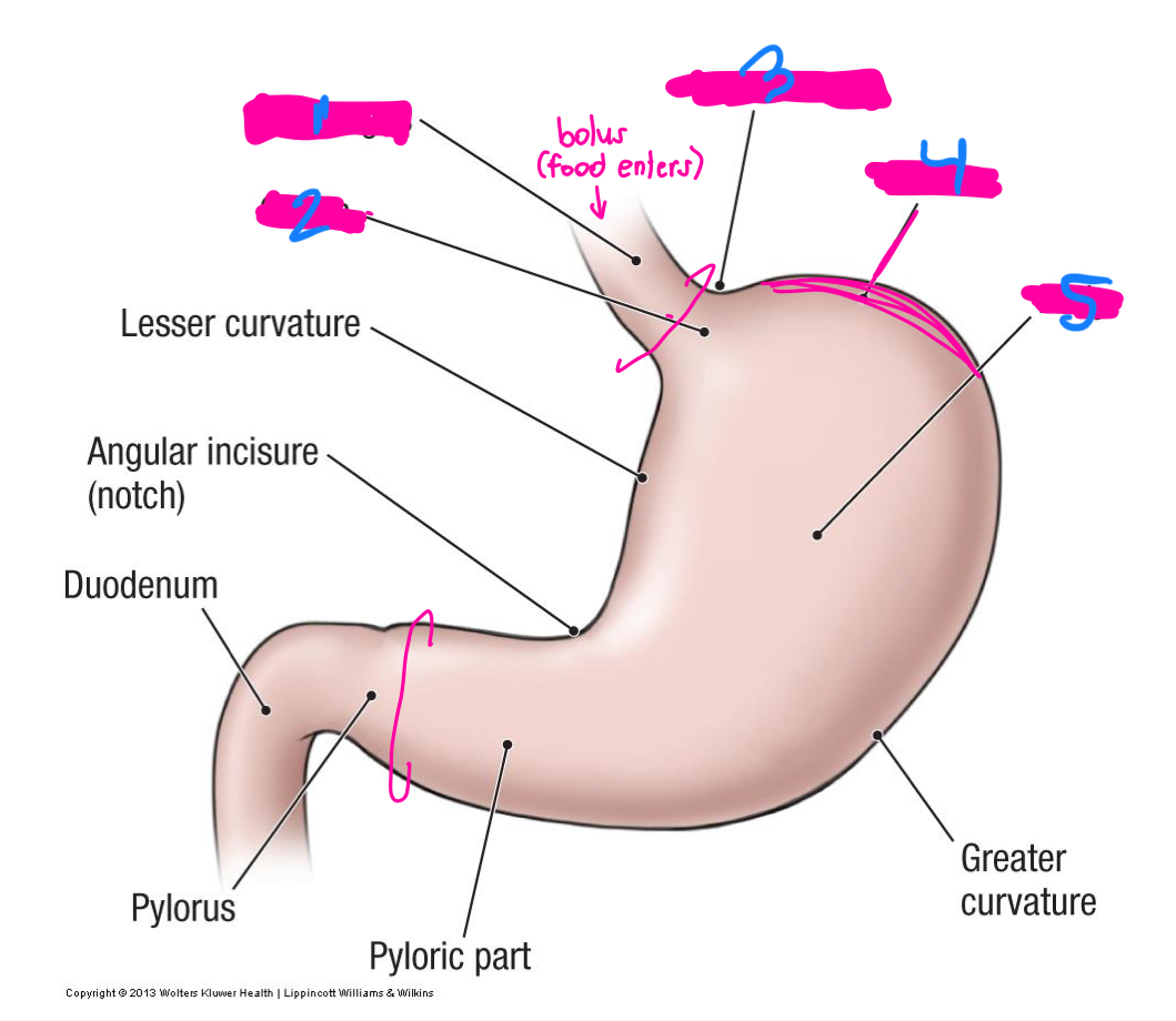 <p>what are the C rings on this diagram</p>
