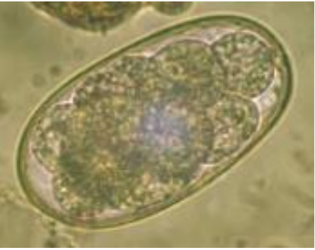 <p>This egg was found after coprological examination of <strong><u>Horse feces</u></strong>. Name the parasite and describe egg:</p>