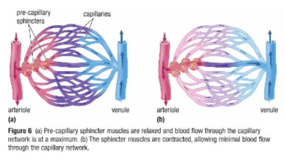 <ul><li><p><span>Capillaries lack smooth muscles</span></p></li><li><p><span>There are pre-capillary sphincter muscles&nbsp;</span></p></li><li><p><span>If blood is not needed in a particular capillary network the sphincters contract and reduce blood flow</span></p></li></ul>