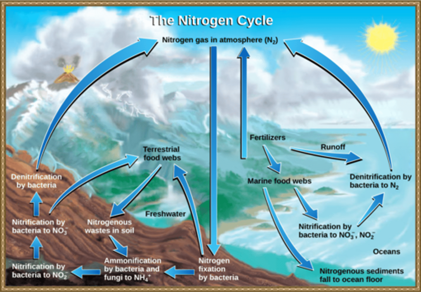 <p>1. plants absorb</p><p>nitrogen (NO3- or NH4+)</p><p>2. animals obtain nitrogen</p><p>by eating plants/animals</p>