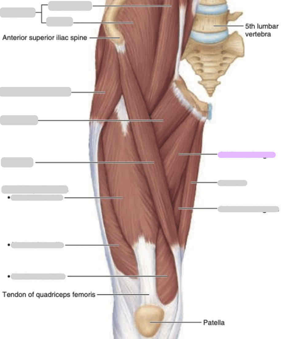 <p>Anterior thigh (superficial)</p>