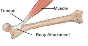 <p><span style="color: blue"><strong>tendon</strong></span></p>