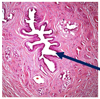 <p>What structure is shown?</p>