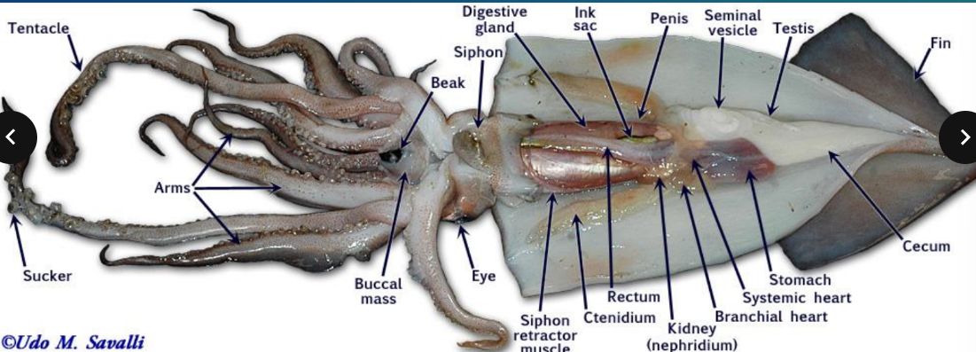 <p>squid dissection</p>