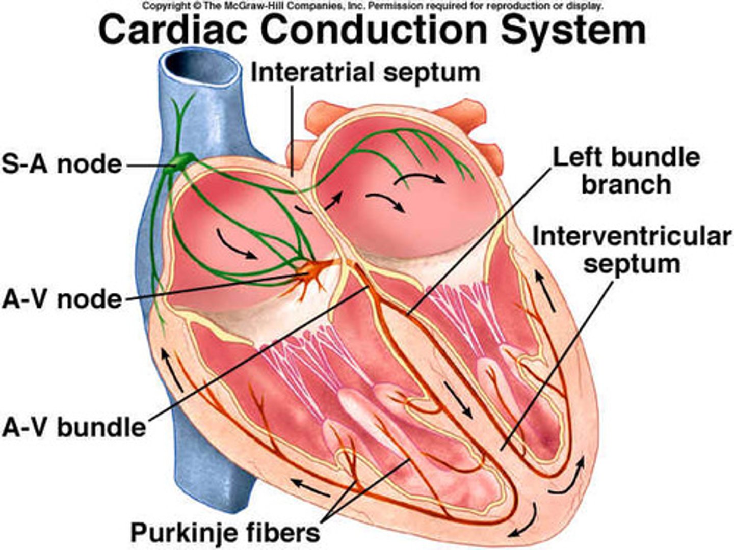 <p>Includes SA Node, Right and Left Atriums, AV Node, Bundle of His, Right and Left Ventricles, and Purkinje Fibers.</p>