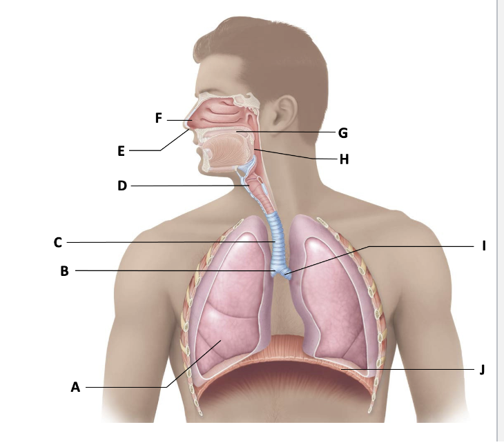 <p>G</p>