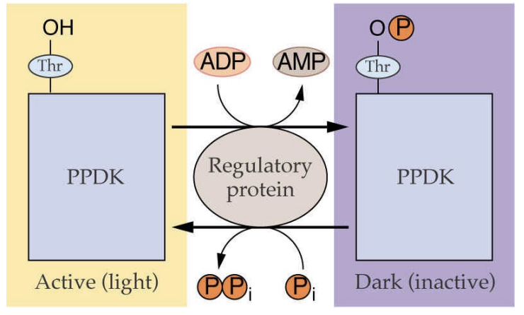 <p>pyruvate dikinase </p><ul><li><p>used to regenerate PEP</p></li></ul><p>regulated by light through phosphorylation</p><ul><li><p>phosphorylated in the dark = inactivated</p></li><li><p>ADP is the phosphate donor = generates AMP</p></li><li><p>when photosynthesis is low, high levels of ADP = pyruvate dikinase inactivated in the dark</p></li></ul><p></p>