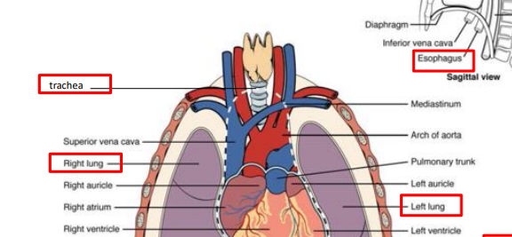 <p>left venticle side of the human body</p>