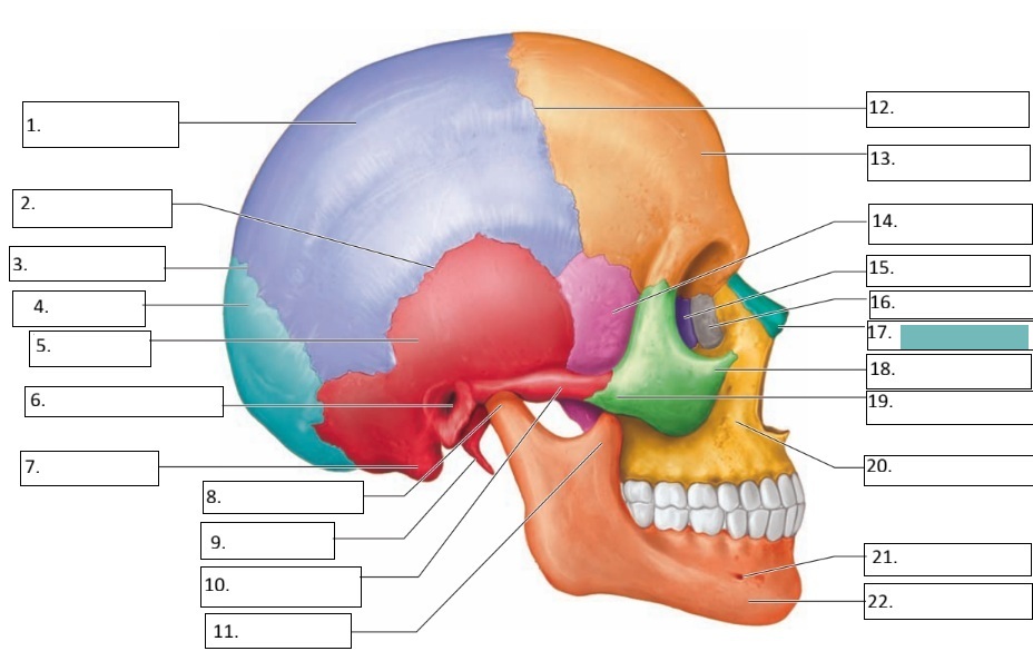<p>17</p>