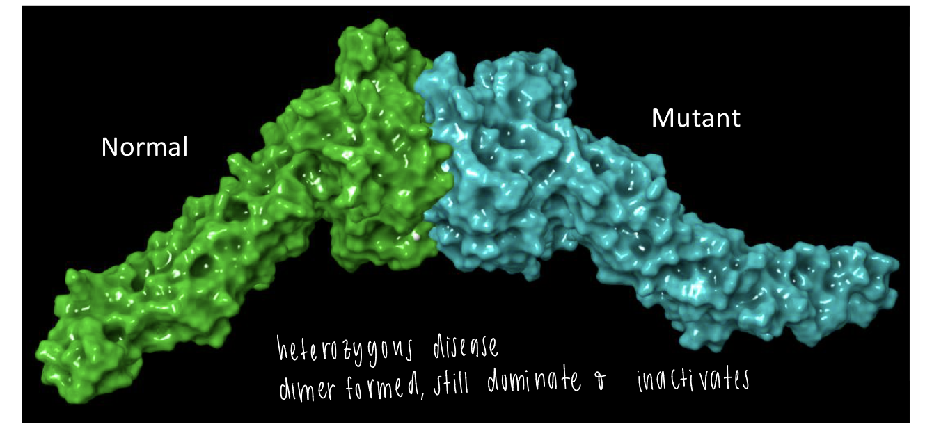 <p>quaternary structure</p><p>heterozygous disease caused by a dimer formed btwn normal and mutant structure</p><p>mutant structure dominates and inactivates</p>