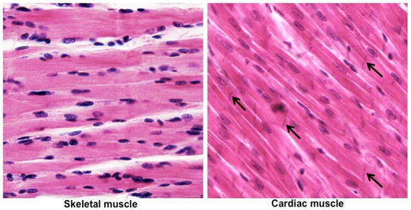 <p>Skeletal Muscle</p>