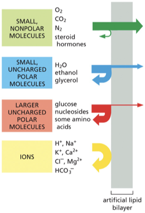 <p><strong>Small non polar molecules</strong></p><ul><li><p>O2</p></li><li><p>CO2 </p></li><li><p>N2</p></li><li><p>steroid hormones </p></li><li><p><u>all dissolve rapidly in lipid bilayers - diffuse rapidly </u></p></li></ul><p><strong>Uncharged polar molecules </strong></p><ul><li><p>Water</p></li><li><p>ethanol</p></li><li><p>glycerol (crosses less rapidly 92 daltons) </p></li><li><p>uneven distribution of electric charge</p></li><li><p><u>will diffuse across the bilayer, but only if they are small enough</u></p></li></ul><p><strong>Larger uncharged polar molecules&nbsp;</strong></p><ul><li><p>glucose</p></li><li><p>nucleosides</p></li><li><p>some amino acids</p></li><li><p><u>barely cross at all </u></p></li></ul><p><strong>Ions</strong></p><ul><li><p>lipid bilayers are <u>highly impermeable to all charges substances including ions no matter how small.&nbsp;</u></p></li><li><p>charges on the ions, strong electrical attraction to water molecules inhibit their entry&nbsp;</p></li><li><p>examples of ions</p><ul><li><p>H<sup>+</sup></p></li><li><p>Na<sup>+</sup></p></li><li><p>K<sup>+</sup></p></li><li><p>Mg<sup>+</sup></p></li><li><p>Ca<sup>+</sup></p></li><li><p>Cl<sup>-</sup></p></li><li><p>HCO3-&nbsp;</p></li></ul></li></ul><p></p>
