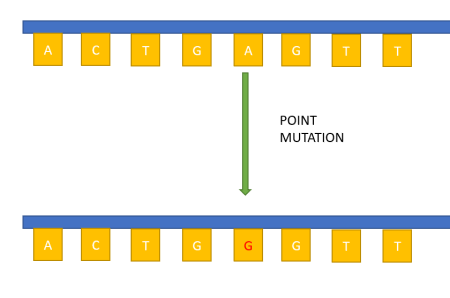 <p>occur when one base pair is changed </p>