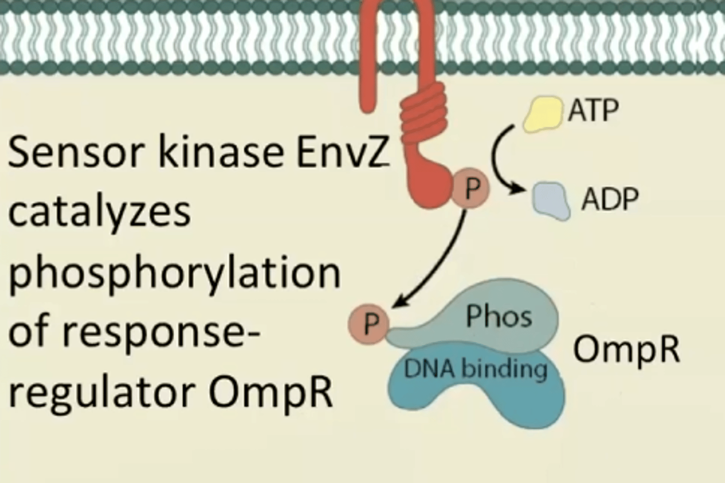 <p>Receptor kinase catalyzes phosphorylation of response-</p><p>regulator OmpR</p>