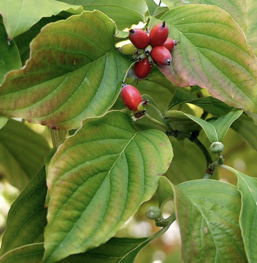 <p><em>Benthamidia (C.) florida</em></p><p>Cornaceae</p>