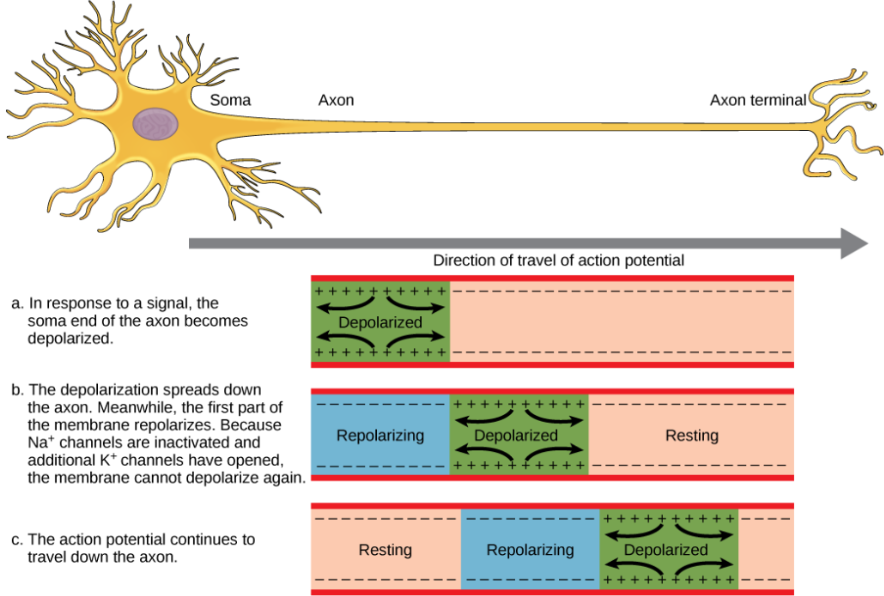 <ul><li><p><strong>unmyelinated axons</strong>&nbsp;(slow action potential) </p><ul><li><p>membrane is depolarized in one region&nbsp;</p></li><li><p>passive Na+ current diffuses locally outside and increases adjacent region’s potential to threshold&nbsp;</p></li><li><p>adjacent region’s voltage gated channels open → action potential</p></li><li><p>depolarizes&nbsp;section by section down axon </p></li></ul></li></ul><ul><li><p><strong>unidirectional </strong>propagation of action potential: regions behind action potential are in refractory period and can’t be reactivated</p></li></ul><p></p>