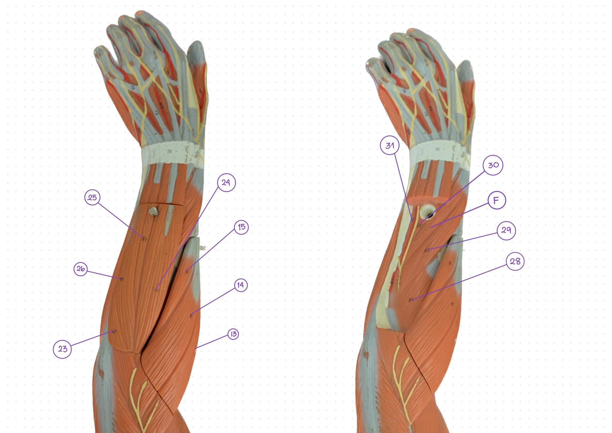 <p>Lower forearm number 13</p>