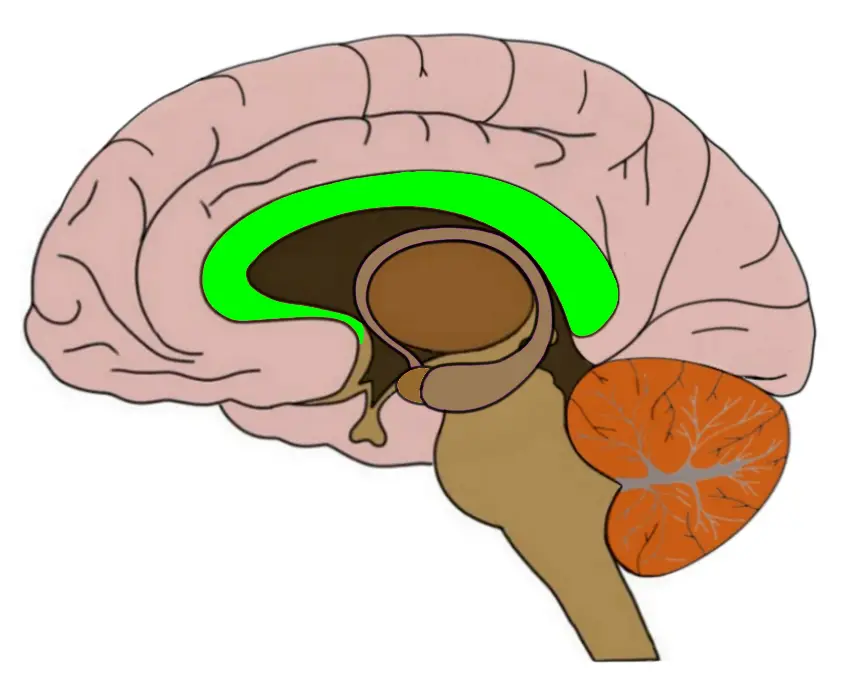 <p>neural fibers connecting the two brain hemispheres and carrying messages between them</p>