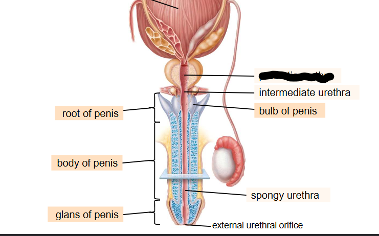 <p>What is this within the Penis?</p>