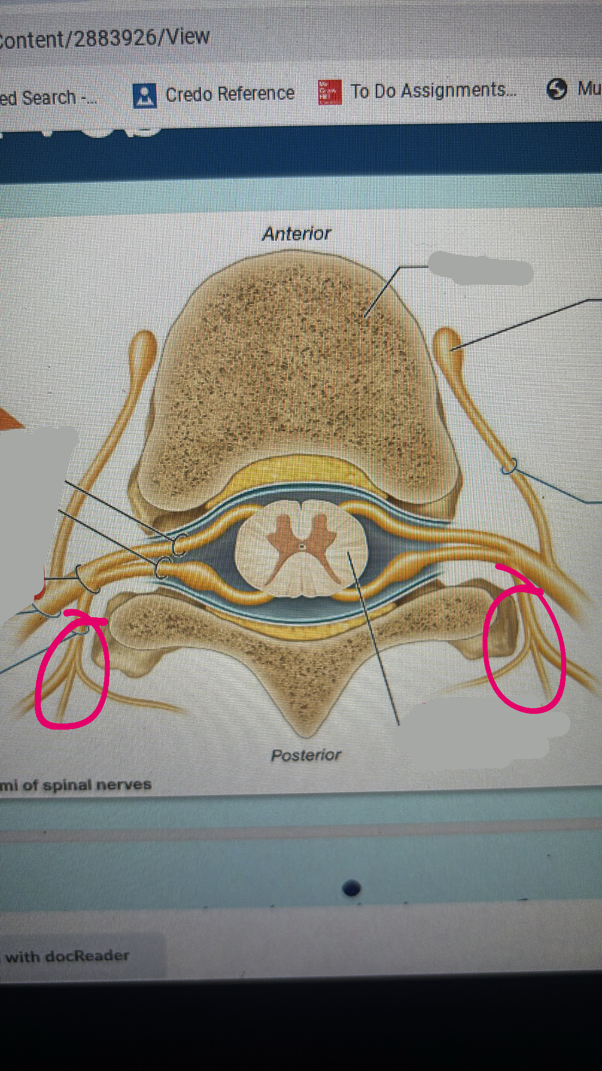<p>fibers to and from posterior side of body</p>