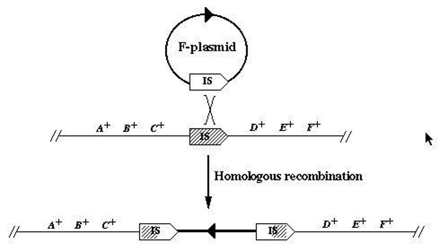 <p>A strain where the F plasmid is integrated into the bacterial genome, allowing frequent transfer of chromosomal DNA.</p>