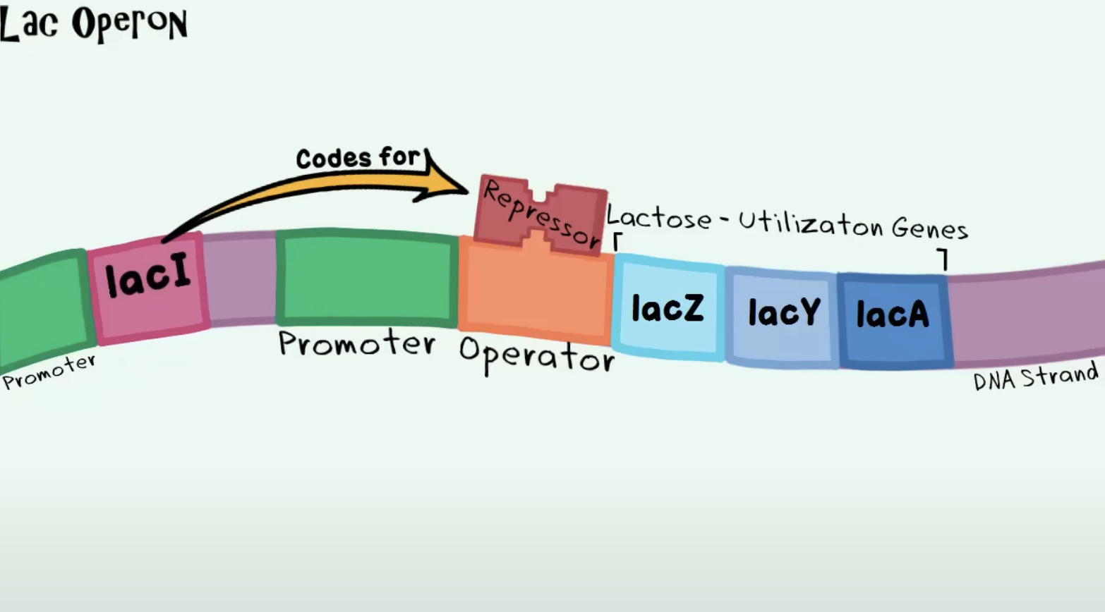 <ul><li><p>Operon is way of regulating genes for prokaryotes (some eukaryote exceptions).</p></li><li><p>operons are made up of a few genes that can involve enzymes, enzymes are proteins with the ability to break down or build up the substances the act on.</p></li><li><p>Key players in an operon </p><ul><li><p>RNA polymerase: a builder enzyme, it’s needed in order to start transcription. RNA polymerase needs a promoter, so it can find where to bind. </p></li><li><p>Promoter</p></li><li><p>Operator: a repressor can bind to an operator and block RNA polymerase to prevent the creation of mRNA</p></li></ul></li><li><p>Ex. A Lac operon: There’s a promoter, an operator and 3 genes that codes for enzymes that break down lactose. There’s a repressor and a gene that codes for the repressor and it has its own promoter. This way if there’s no lactose we don’t keep creating the enzyme to break down lactose. If lactose isn’t present the repressor binds to the operator, then the enzymes cannot be made. </p><ul><li><p>When lactose is around, the sugar lactose, binds to the repressor, changing the repressors shape and it can no longer bind to the operator </p></li></ul></li></ul><p></p>