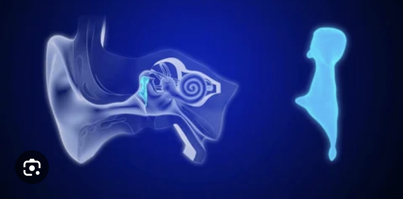 <p>Which auditory ossicle bone is highlighted? How many are there and what’s its function?</p>