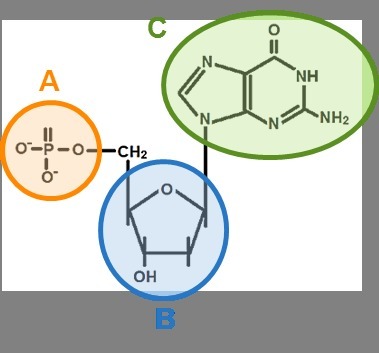 In the diagram is a model of a nucleotide. Label A, B, and C