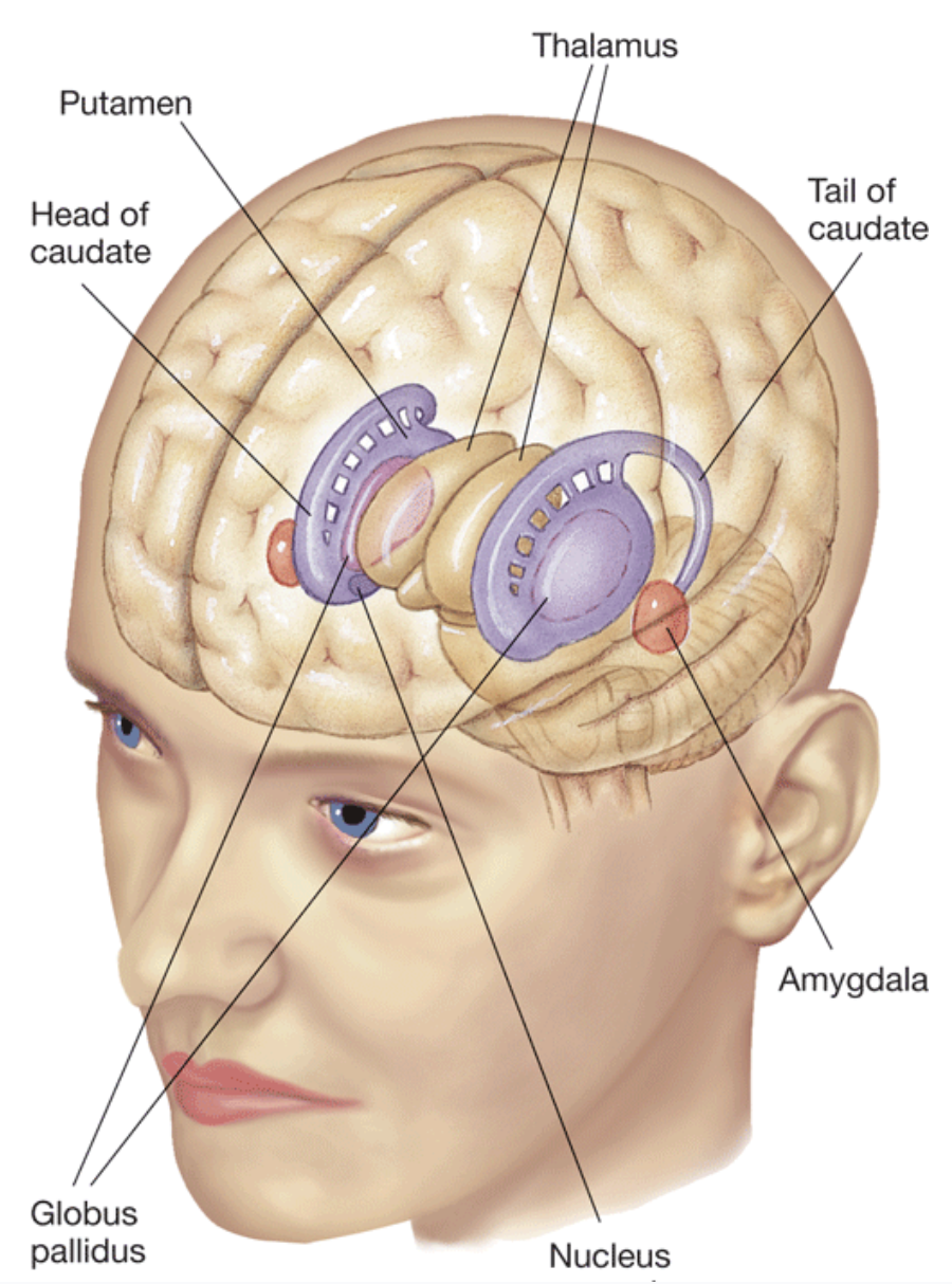 <p>A group of brain structures that controls voluntary movements, habits, and emotions. It’s found on top of the brainstem and links our thoughts, sensations, and reflexes, as well as producing smooth and coordinated movement.</p><p>Has the <strong><u>amygdala</u></strong></p><p>Has the <strong><u>nucleus accumbens</u></strong></p><p>Has the <strong>striatum</strong> - A combination of <strong>caudate</strong> and <strong>putamen</strong>. Caudate tail comes off from the amygdala.</p><p>Has the <strong>globes pallidus</strong> - Pale circular structure between the putamen and thalamus.</p><p>Part of the Telencephalon</p>