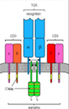 <p>• T cell receptors are made from an alpha beta heterodimer</p><p>• Antigens are presented to T cells by MHC  molecules, whole complex binds to receptors, cannot initiate signalling</p><p>• Cell also contains associated CD3 complexes made up of polypeptides</p><p>• Acitvate T cells after ligans binds to receptor</p>