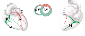 <p>-right coronary artery gives rise to posterior interventricular artery and continues for much of the posterior coronary sulcus</p><p>-right coronary artery supplies much of the right ventricle, interventricular septum, and left ventricle</p>