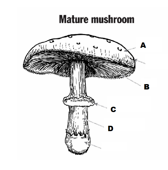 <p>B</p>