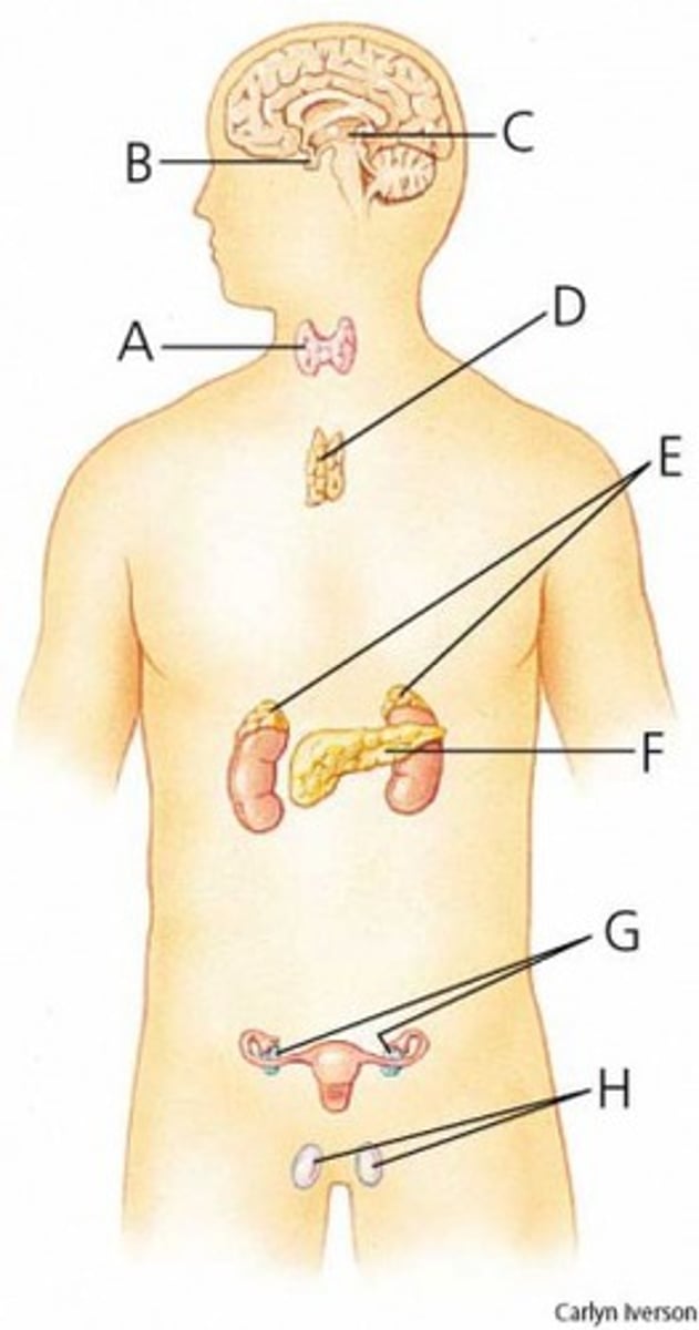 <p>What is G?</p>