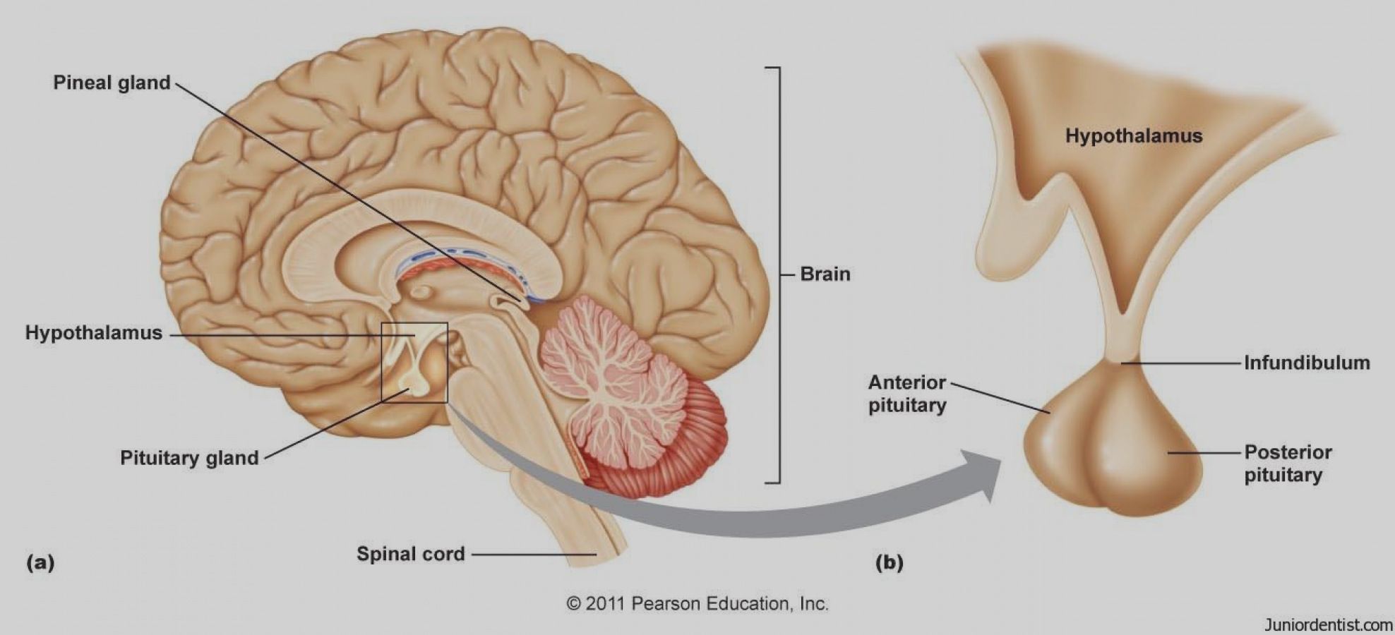 <p>space between the hypothalamus and pituitary gland</p>