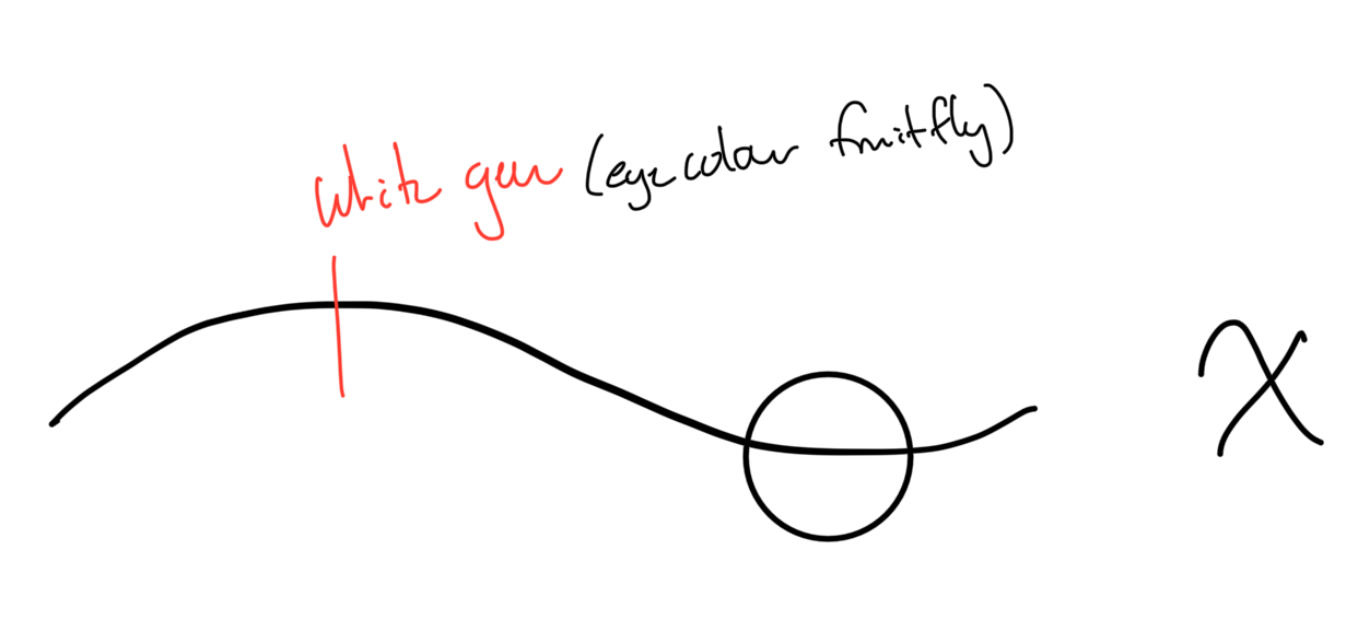 <p>White eye gene is on the X chromosome found by stevens</p><p>= <strong>Genes are on chromosomes</strong> (Chromosome function = heredity as genes are the unit of heredity)</p>