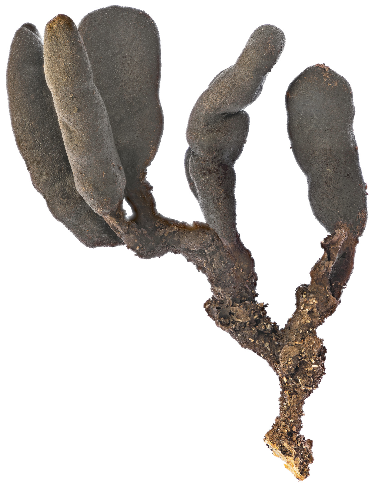 knowt flashcard image