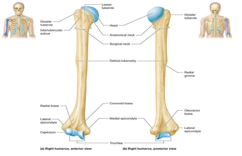 <p>Humerus – largest and strongest bone of upper limb; only bone in arm (brachium); consists of two epiphyses; articulate with other bones and long diaphysis</p>
