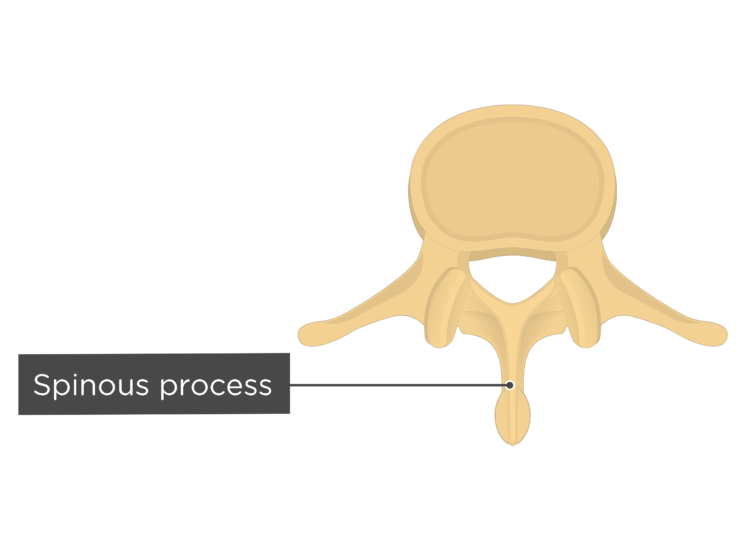 <p>Projection from the bone</p><p>ex:  Spinous process of vertebrae</p>