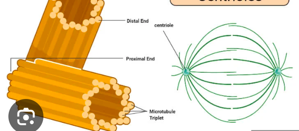 <p><span>a cylindrical, microtubule-based cellular organelle found in animal cells that is primarily involved in cell division and the formation of cilia and flagella</span></p><ul><li><p>forms the core of a centrosome </p></li></ul><p></p>