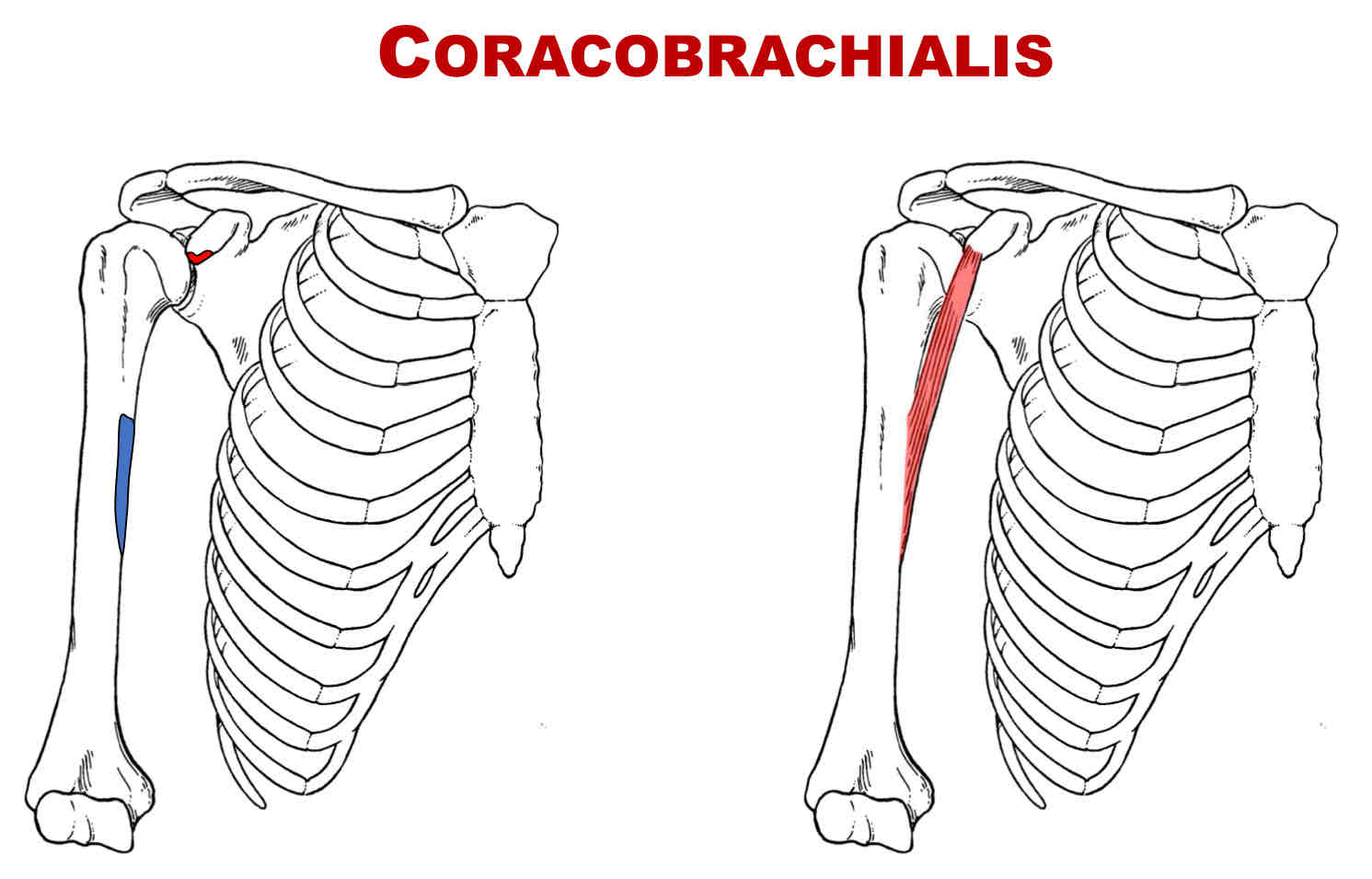 <p>Insertion of Coracobrachialis</p>