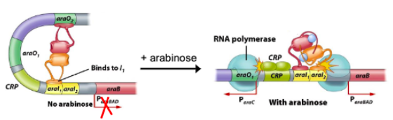 <ul><li><p>repressor, transcription</p></li><li><p>activator, RNA polymerase</p></li></ul><p></p>