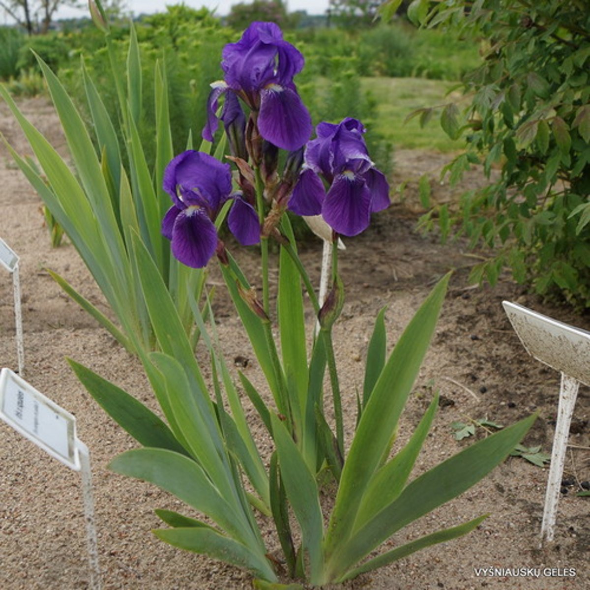 <p>Very broad powdery blades can see and feel parallel venation top and bottom, powder greyish white and blade is medium, long flower stalk with oval shape at base</p>