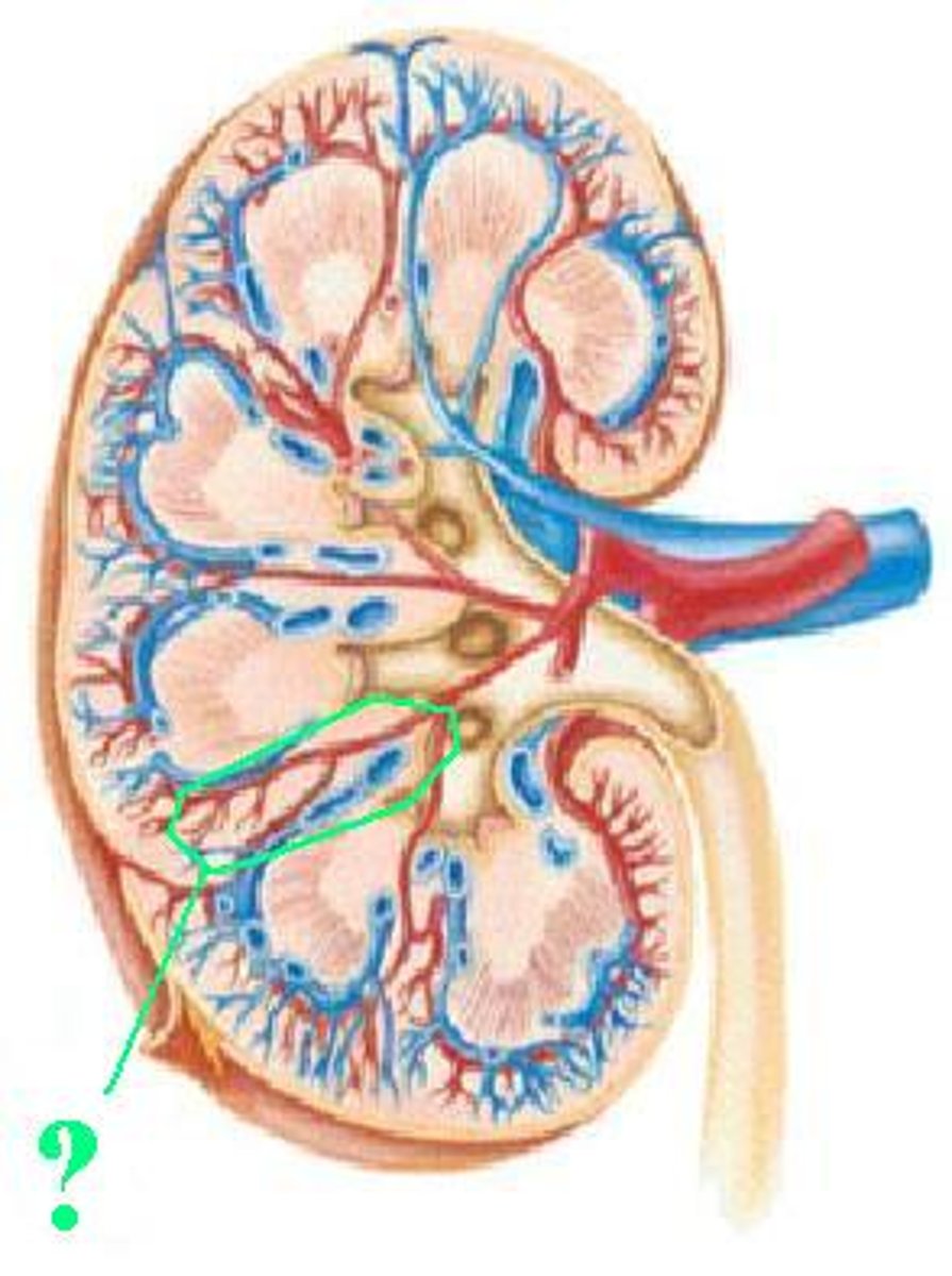 <p>Identify the indicated structure.</p>
