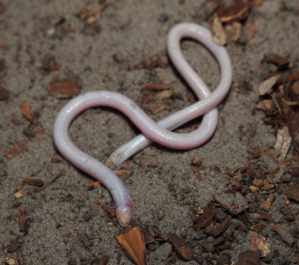 <p>Florida Worm Lizard, FL native, endemic, entirely fossorial, vestigial eyes covered by scales</p>