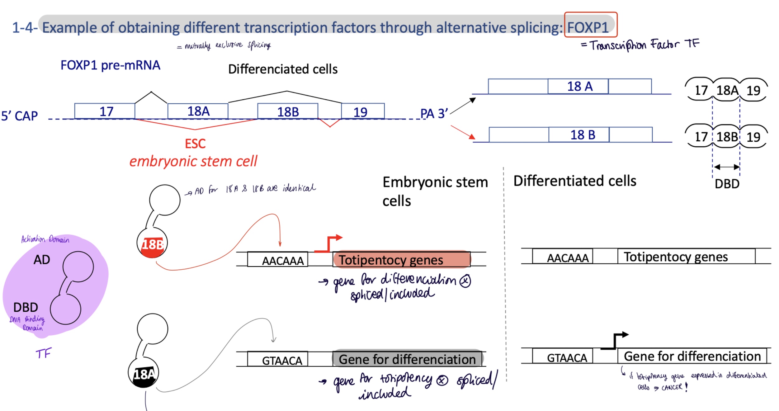 <p>mutually exclusive splicing of TF FOXP1 where gene 18A/B codes for DBD DNA Binding Site</p><p>differentiated cells :&nbsp;</p><ul><li><p>gene 18A is spliced/included&nbsp;</p></li><li><p>FOXP1 w/ 18A DBD will bind to promoter for genes for differentiation&nbsp;</p></li></ul><p>embryonic totipotent stem cells :&nbsp;</p><ul><li><p>gene 18B is spliced/included&nbsp;</p></li><li><p>FOXP1 w/ 18B DBD binds to promoter for totipotency genes </p></li></ul><p></p>