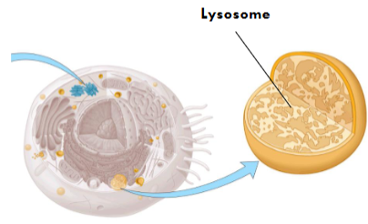 <ul><li><p>It breakdown proteins that cell doesn’t use and recycles the amino acids.</p></li><li><p>It is used to destroy invaders like bacteria. </p></li></ul><p></p>