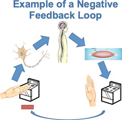 <ol><li><p>Opposite directional change</p></li><li><p>Decrease in orignial stimulus</p></li><li><p>Nervous system controls</p></li><li><p>Endocrine system controls</p></li><li><p>Other system controls</p></li></ol>