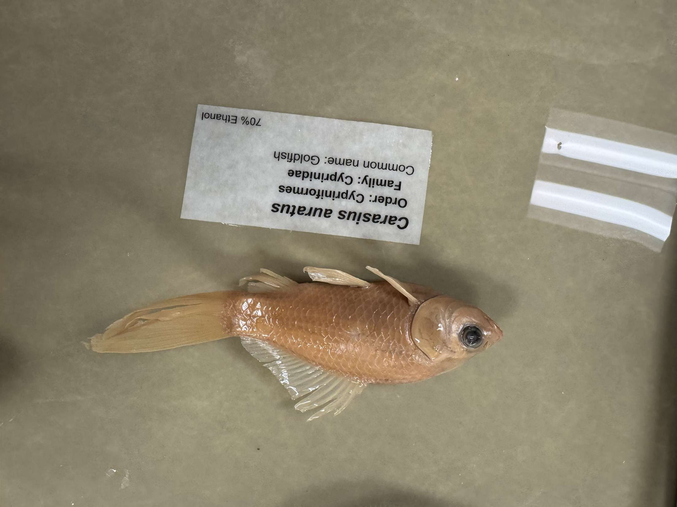 <p>Carassius auratus</p>