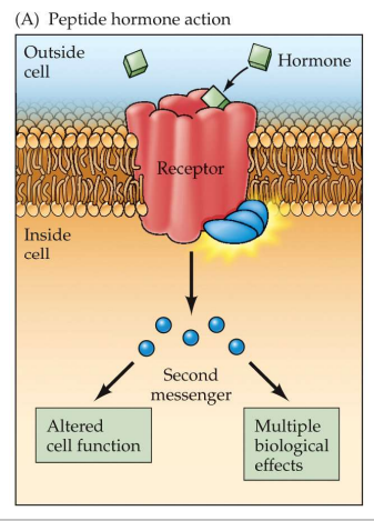 <p>Peptides and Amines</p><p>(metabotropic) </p>