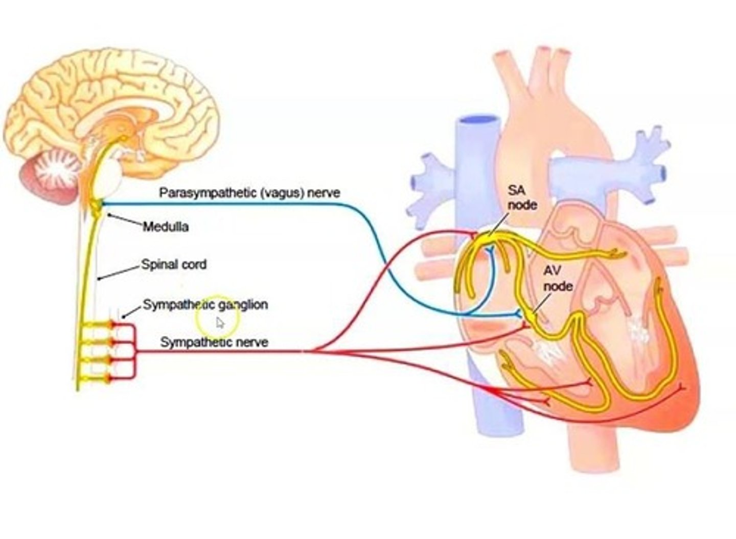<p>the sympathetic and parasympathetic nervous systems.</p>
